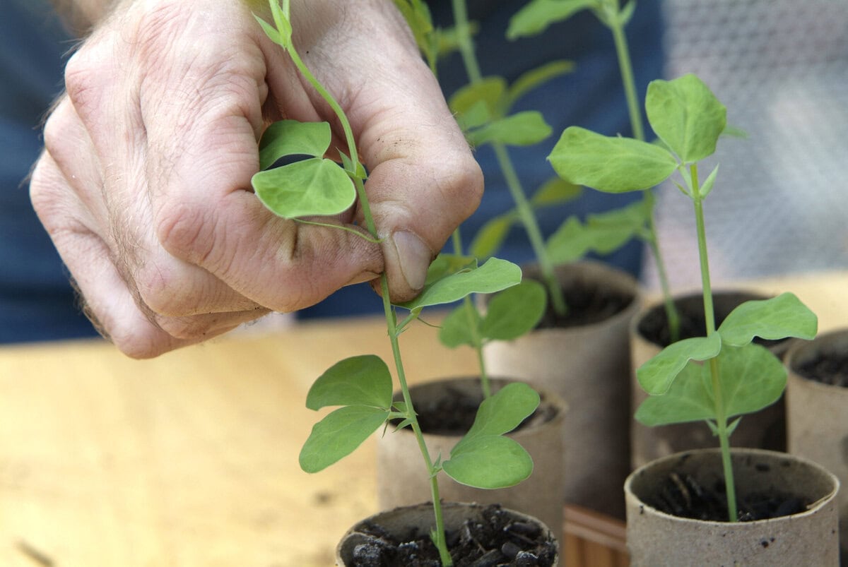 Een hand nijpt de top van een Lathyruszaailing uit.