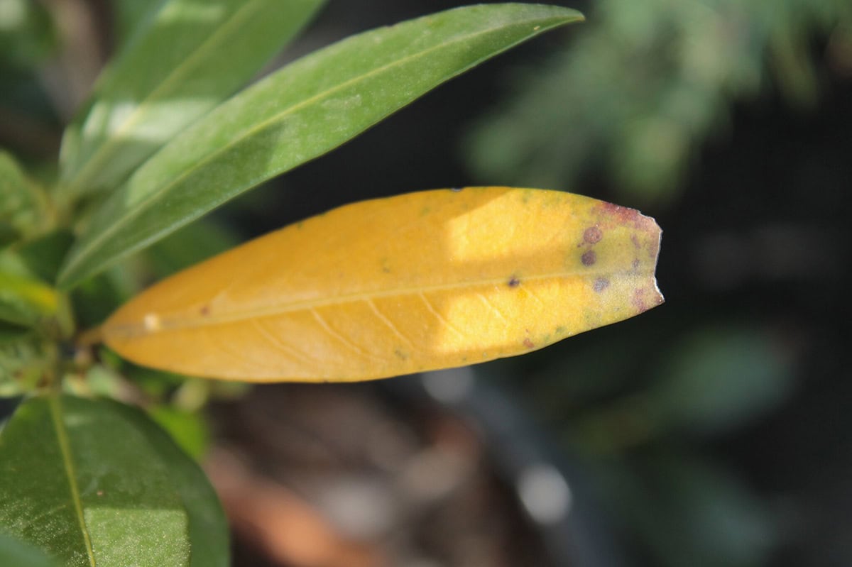Geel blad met schimmelziekten aan laurierkers