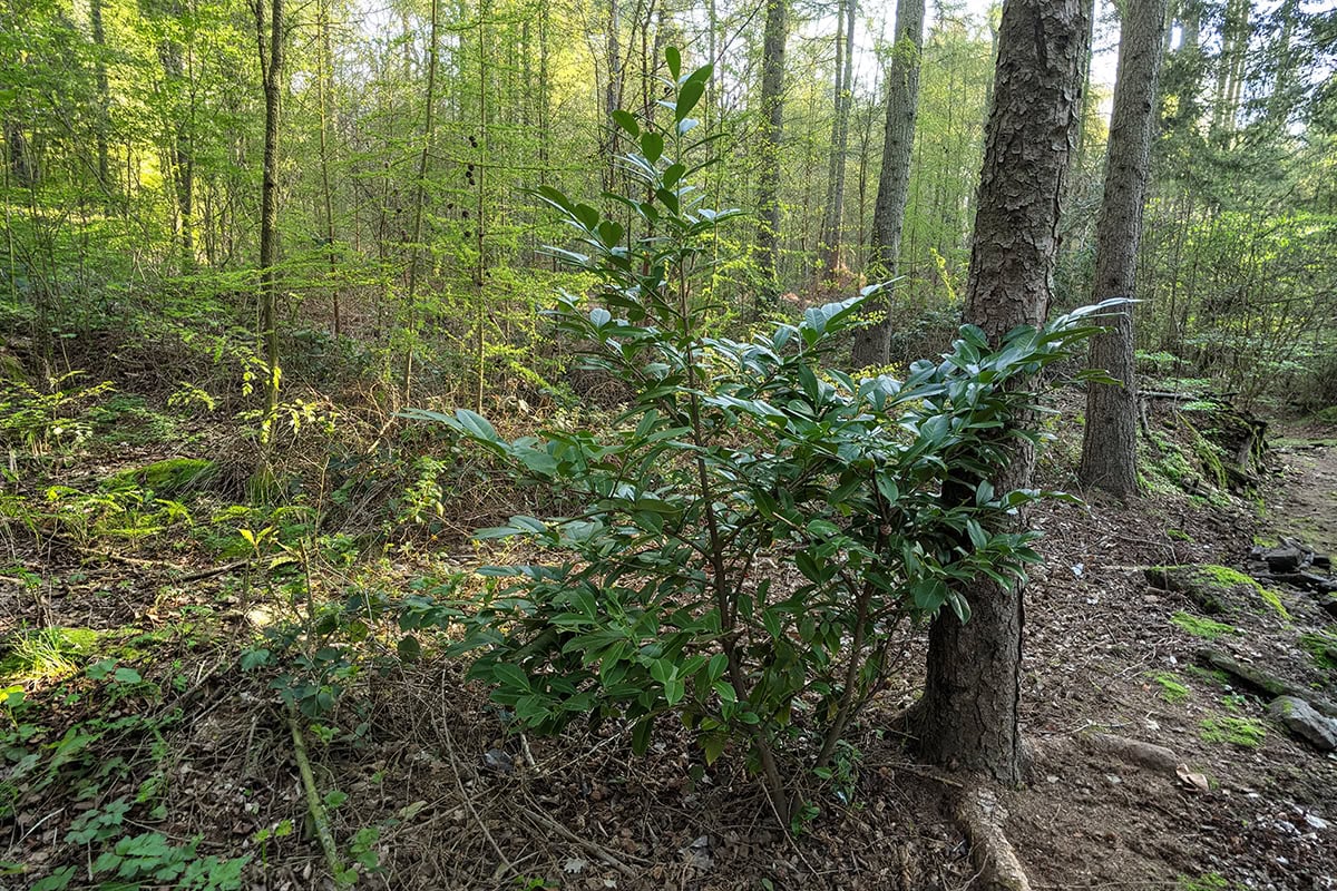 invasieve groene plant in bos