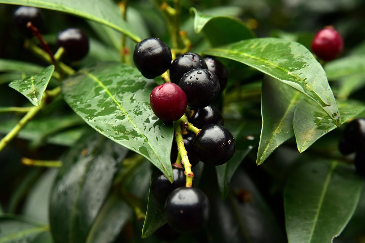 Rood en zwarte bessen aan groene struik.