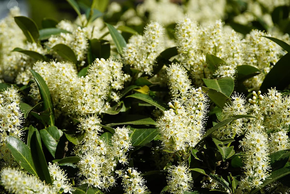 Witgele bloemen in groene struik.