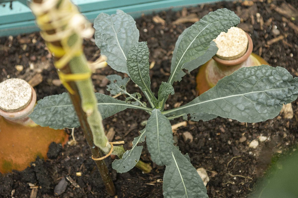 Olla's geven geleidelijk water aan moestuinplanten in de kas.