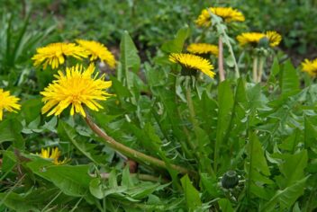 Gele bloemen met groene geveerde bladeren