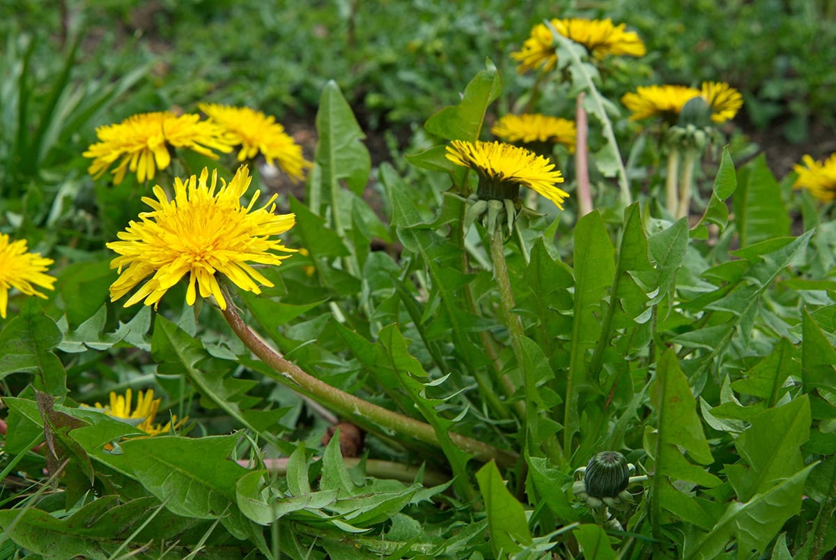 Gele bloemen met groene geveerde bladeren