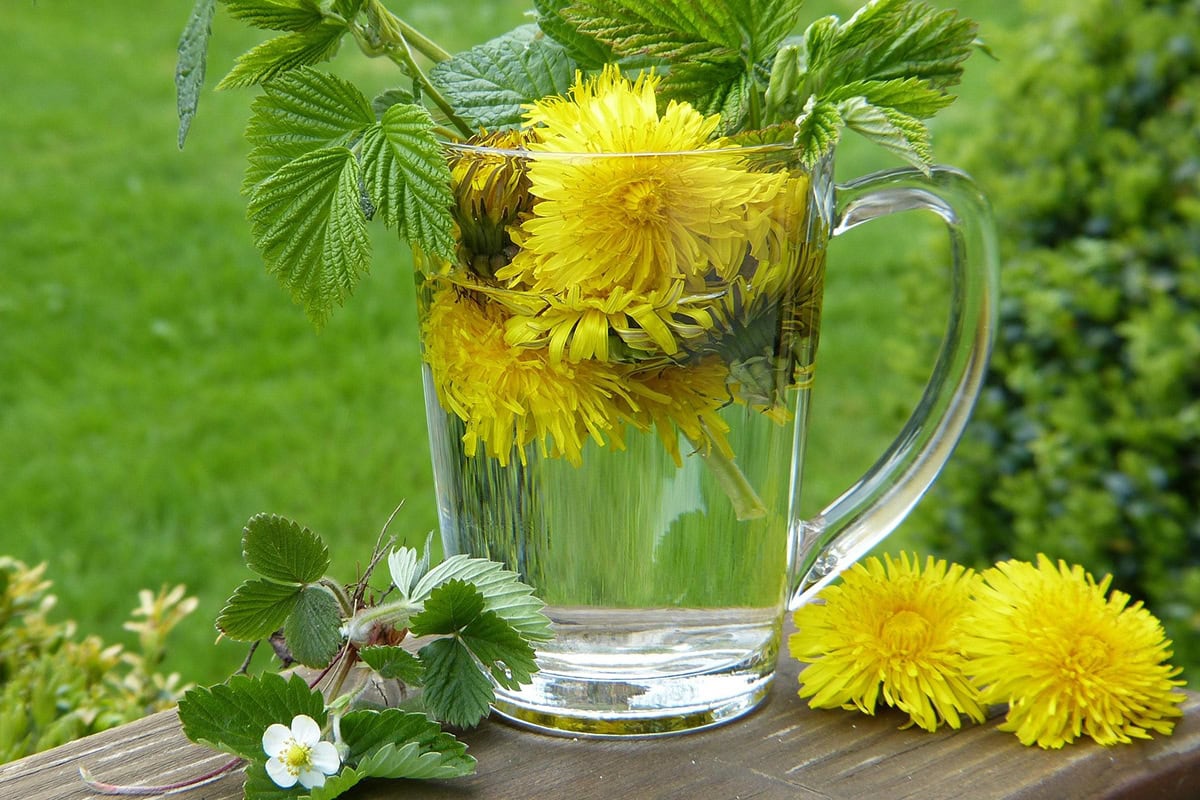 Paardenbloemen in een kop met heet water.