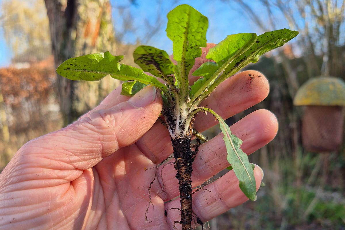 Hand houdt paardenbloemwortel vast.