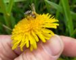hand houdt paardenbloem vast met wilde bij erop.