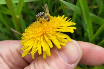 hand houdt paardenbloem vast met wilde bij erop.