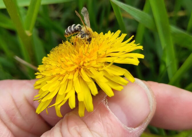 hand houdt paardenbloem vast met wilde bij erop.