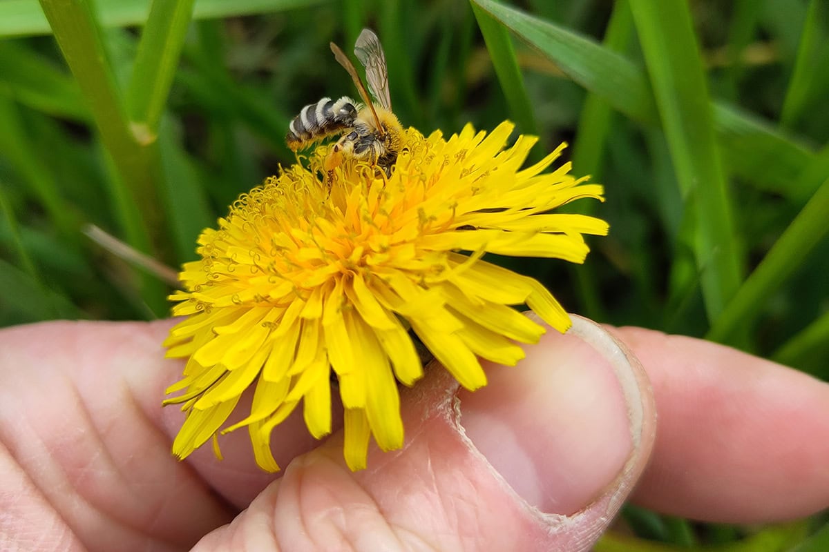hand houdt paardenbloem vast met wilde bij erop.
