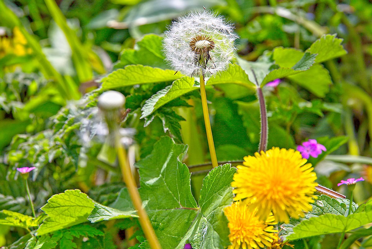 Gele bloem en pluisbol in wilde tuin