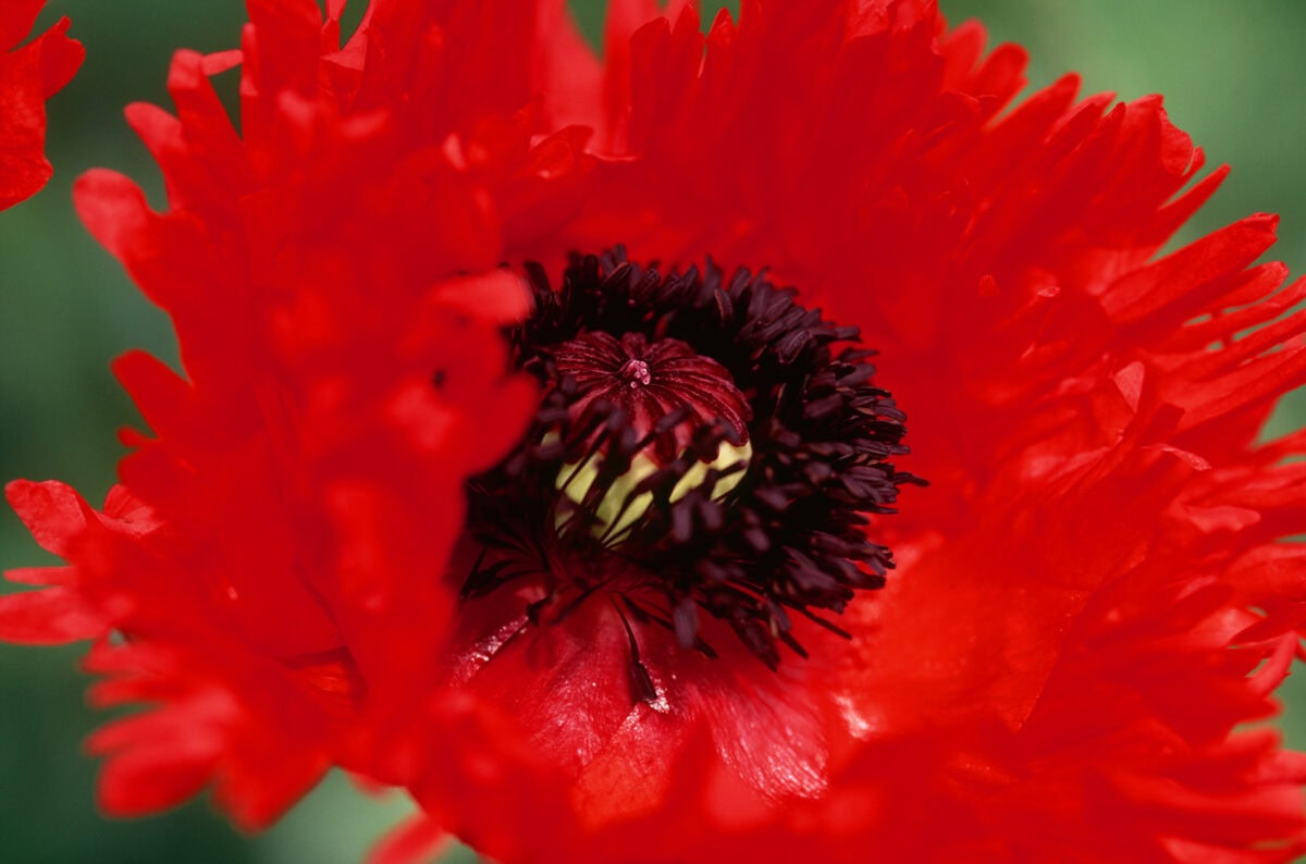 Papaver orientale 'Turkenlouis' met rode bloemblaadjes, gekarteld.