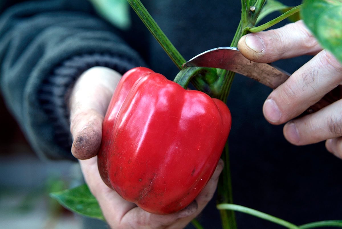 Paprika wordt van plant afgesneden met mes