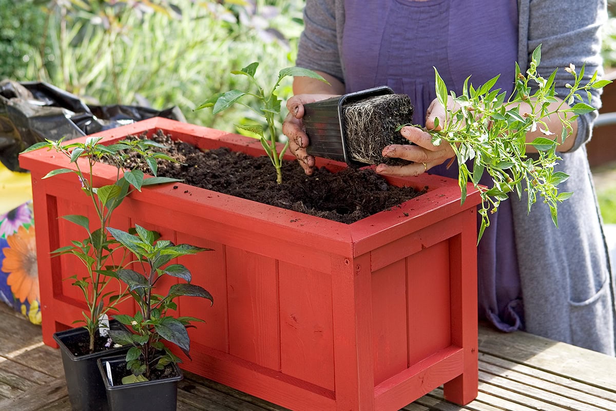 iemand haalt paprika uit potje en plant in bak