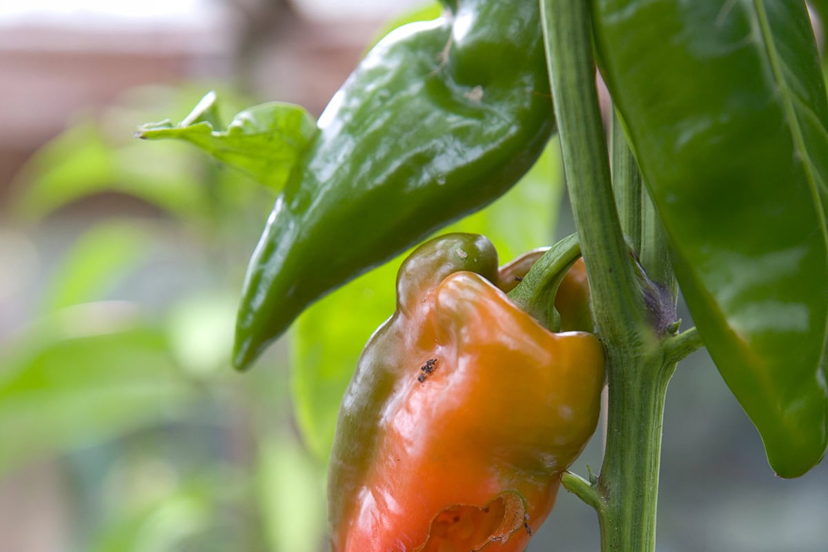 Langwerpige paprika's aan plant