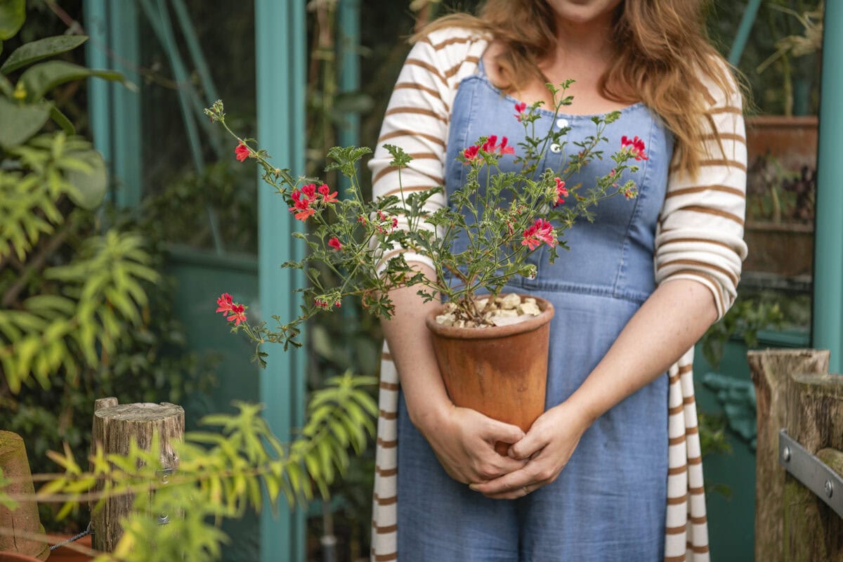 Anne draagt een roze bloeiende pelargonium in pot.