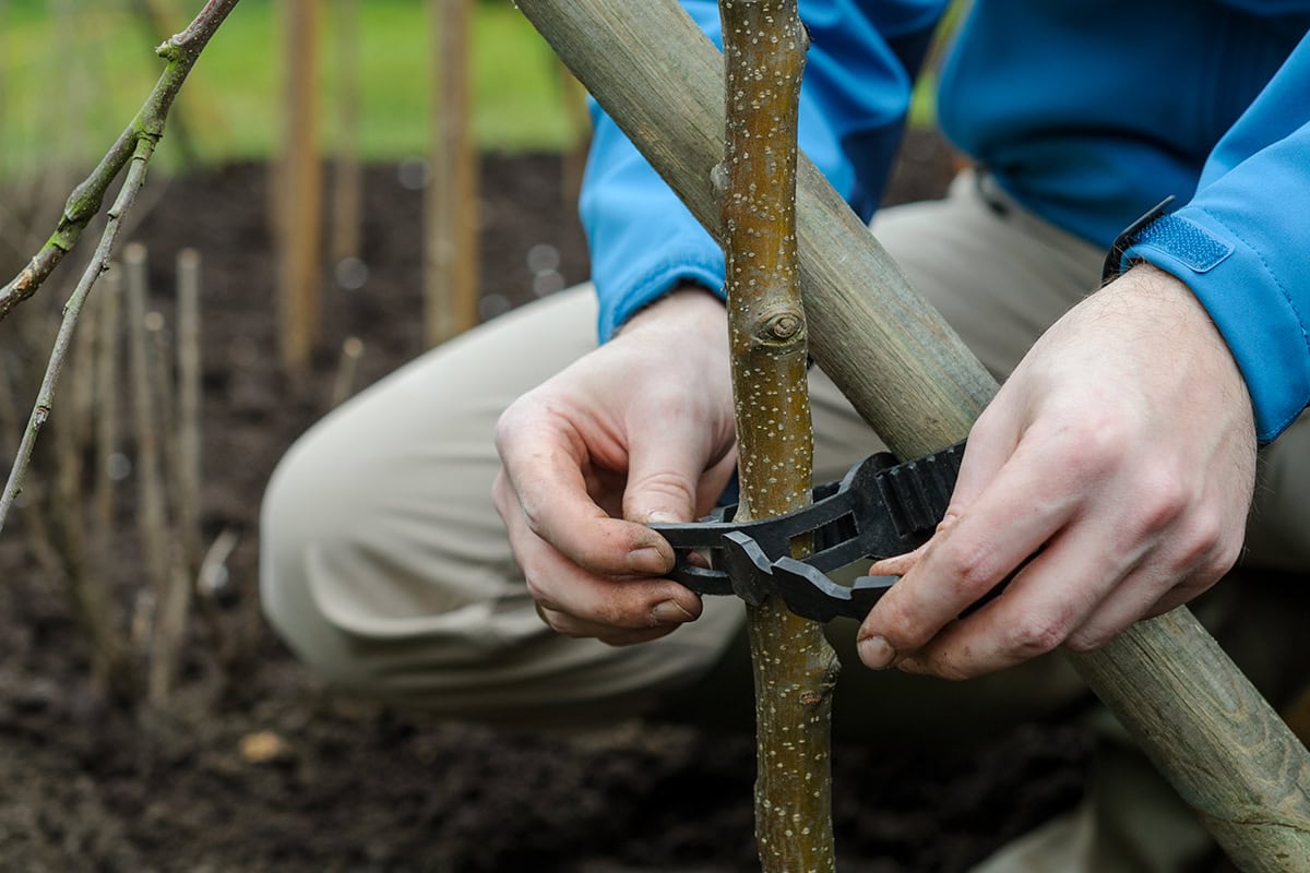 Handen maken boomband vast aan boom en paal.