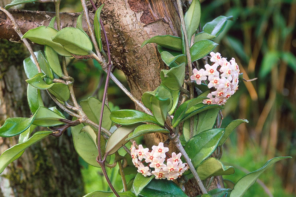 Plant met witte bloemen groeit rond boom