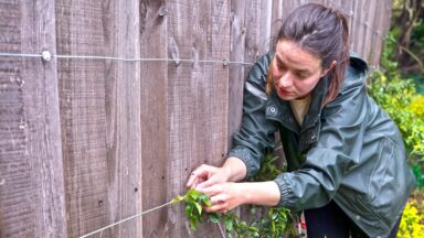 vrouw bindt plant aan steundraad langs schutting