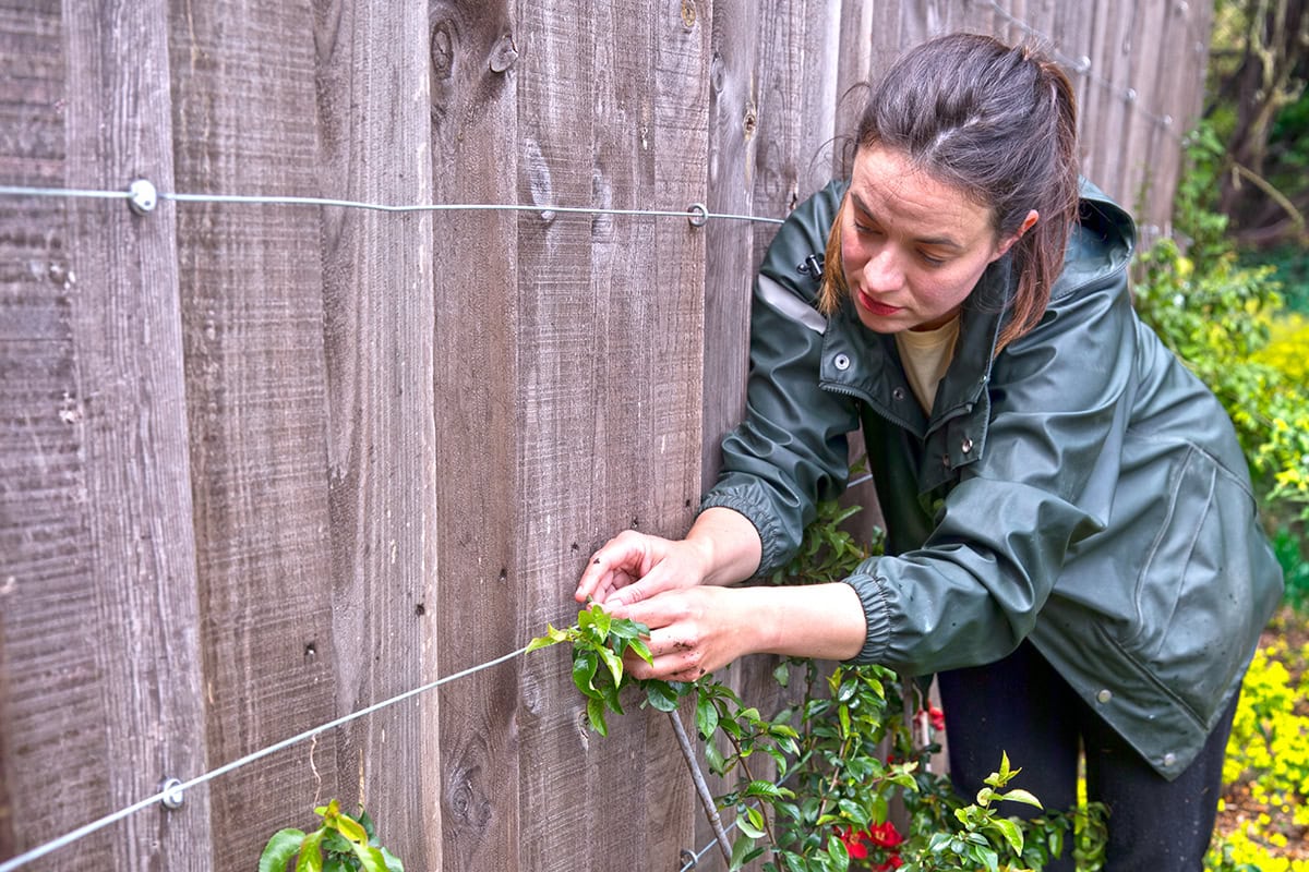 vrouw bindt plant aan steundraad langs schutting