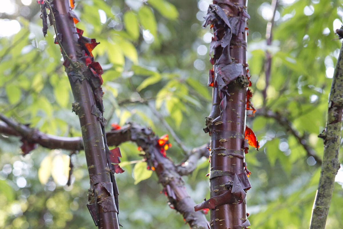 De bladderende bast van een Tibetaanse sierkers boom in de tuin.