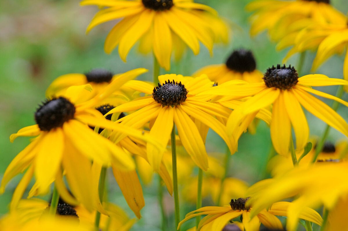 De gele bloemen van de Rudbeckia 'Goldsturm'