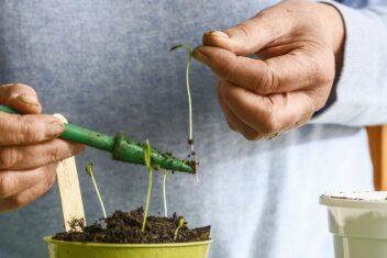 Slungelige zaailingen worden verspeend naar een groter potje.