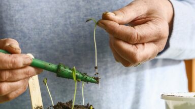 Slungelige zaailingen worden verspeend naar een groter potje.