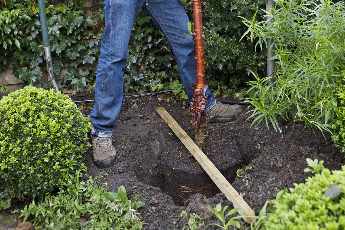 Foto van iemand die een boom plant in de vollegrond, met een stok om de juiste diepte te meten.