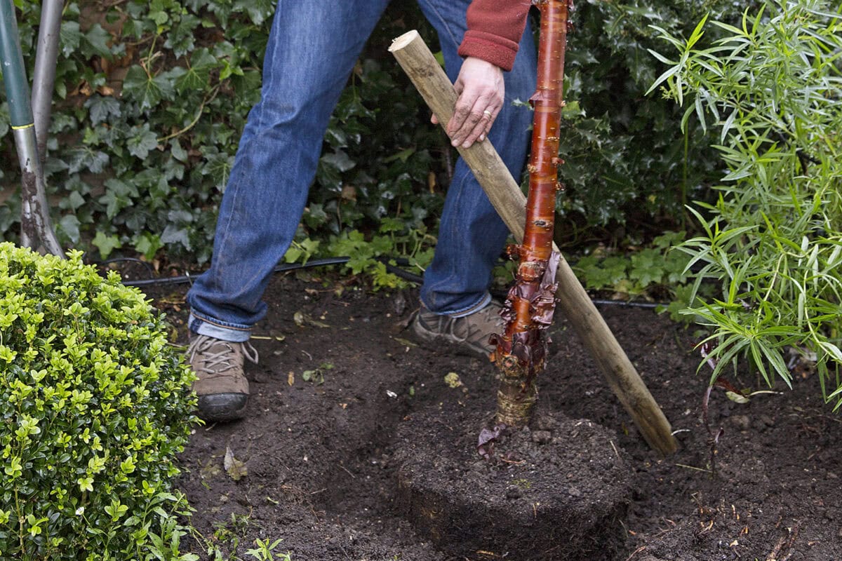 Iemand plaats een boompaal ter ondersteuneing bij het boom planten.