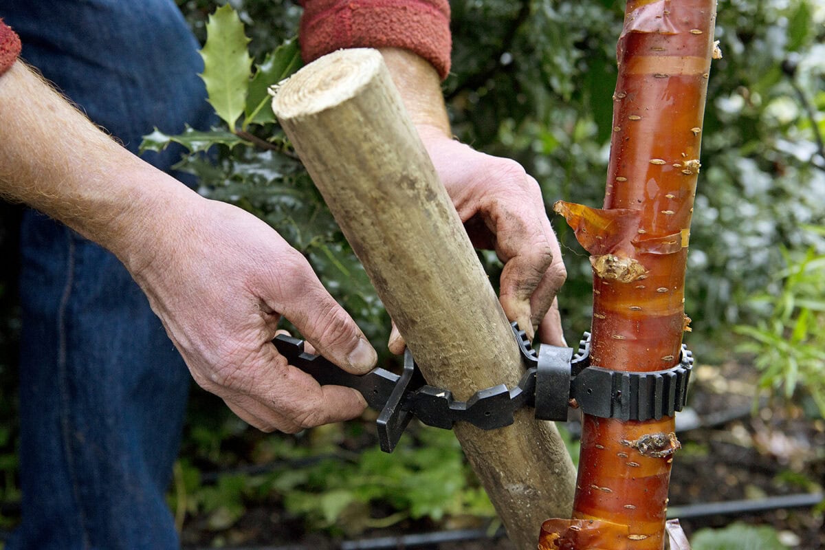 Iemand bindt een boompaal aan een past geplante boom.