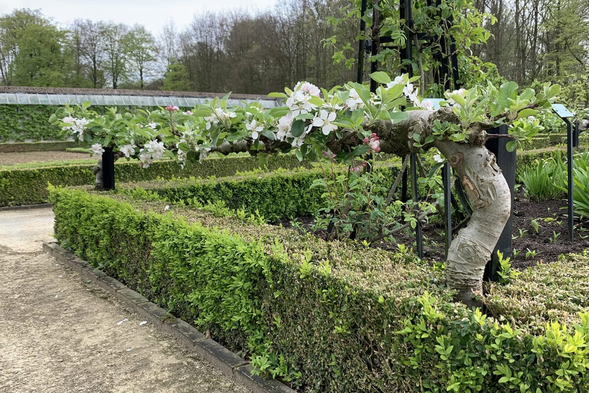 Een step-over-appelboom in een historische moestuin.