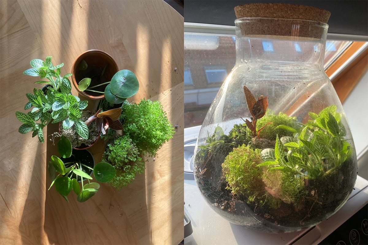 Twee beelden, links een collectie plantjes en rechts een terrarium waarin de planten zijn aangeplant.