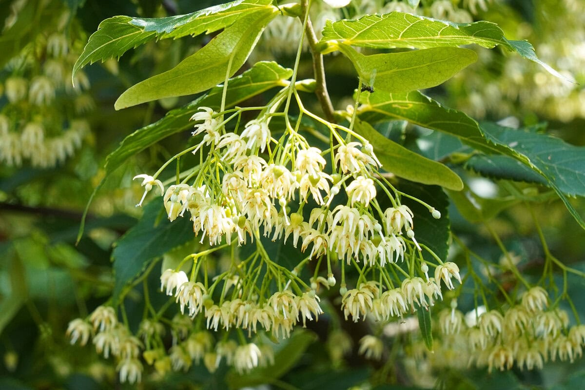 De bloemtros van een dwerglinde.