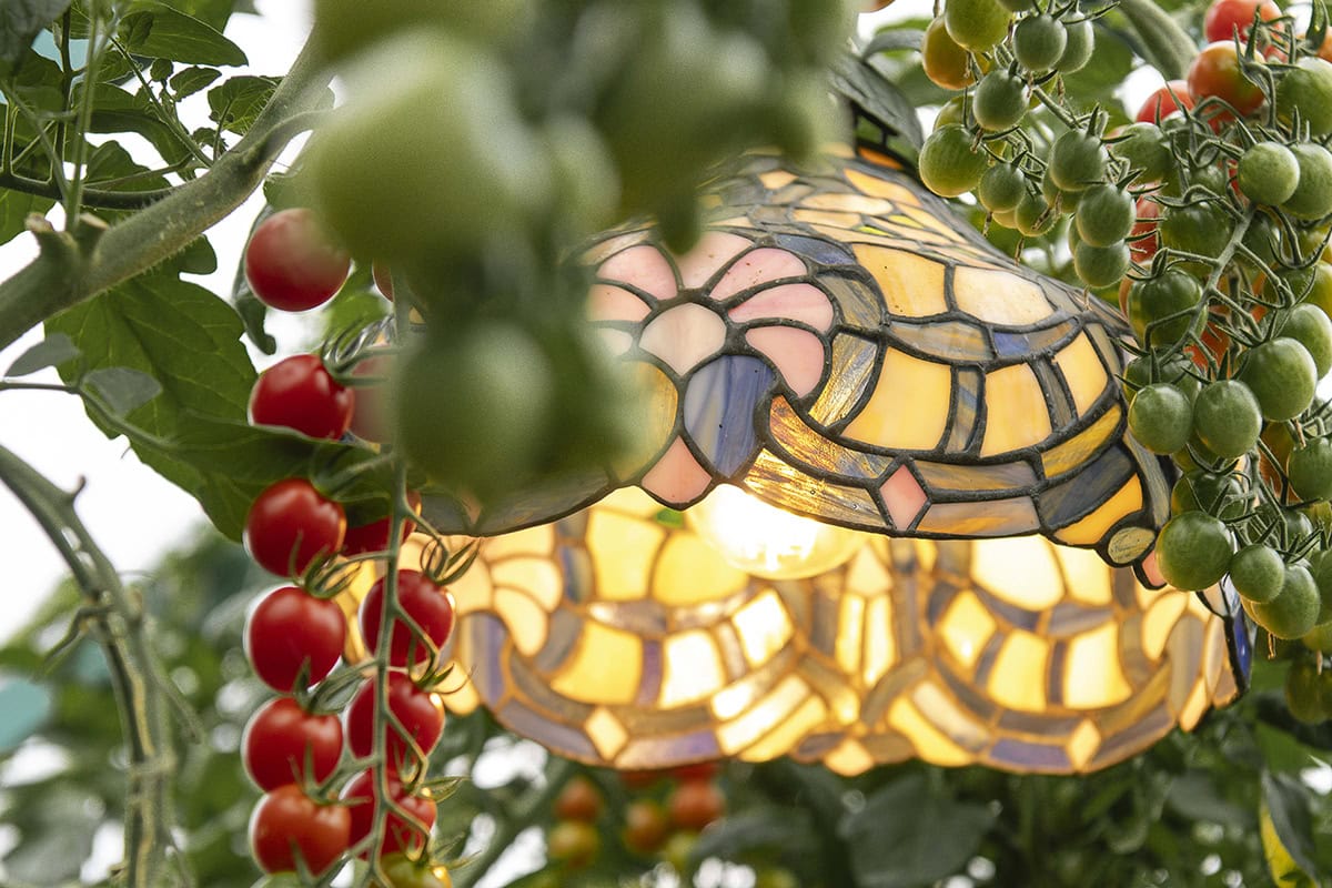 Tomatentrossen rondom een Tiffany-lamp.