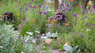 grindpaadje met weelderige begroeiing met bloemen