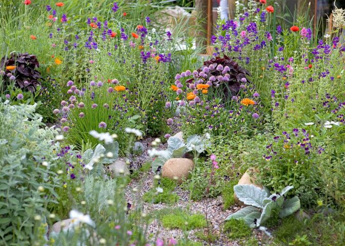 grindpaadje met weelderige begroeiing met bloemen