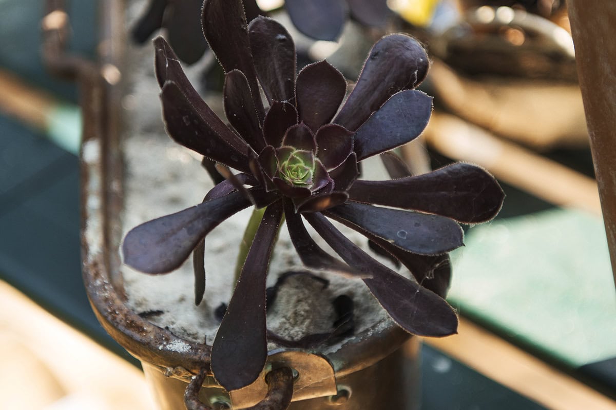 Een donker gekleurde vetplant in de kas.