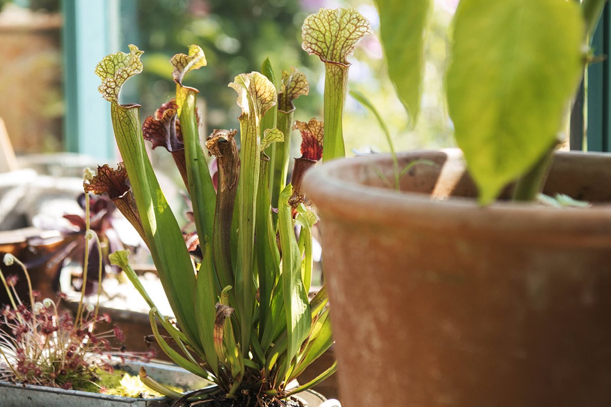 Vleesetende planten staan op een schap in de kas.