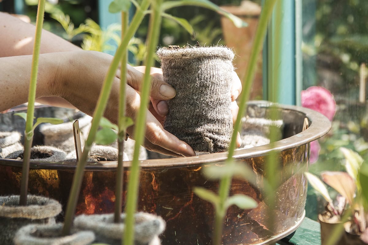 Zaailingen in wolle potjes in een koperen bak.