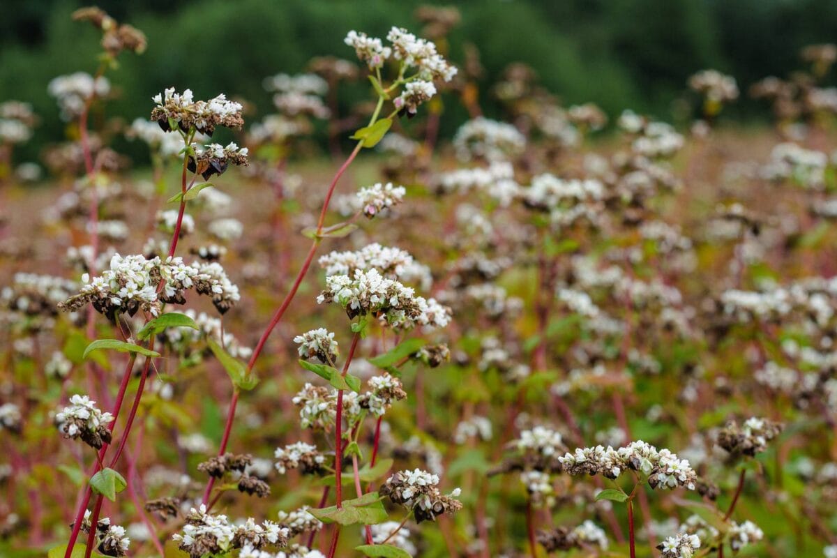 Boekweit planten om plagen te voorkomen