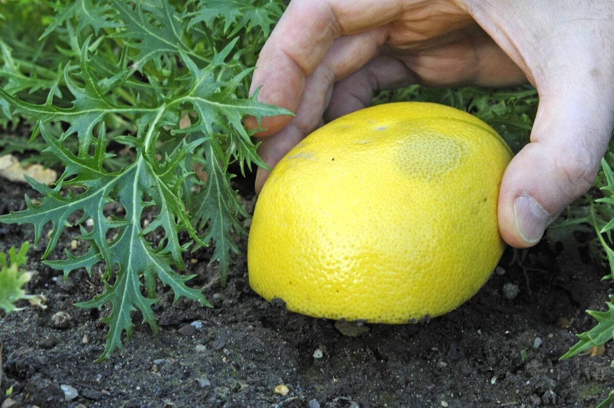 slakken voorkomen: grapefruit-val