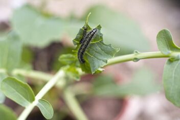 plagen voorkomen: rups van het koolwitje