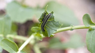 plagen voorkomen: rups van het koolwitje