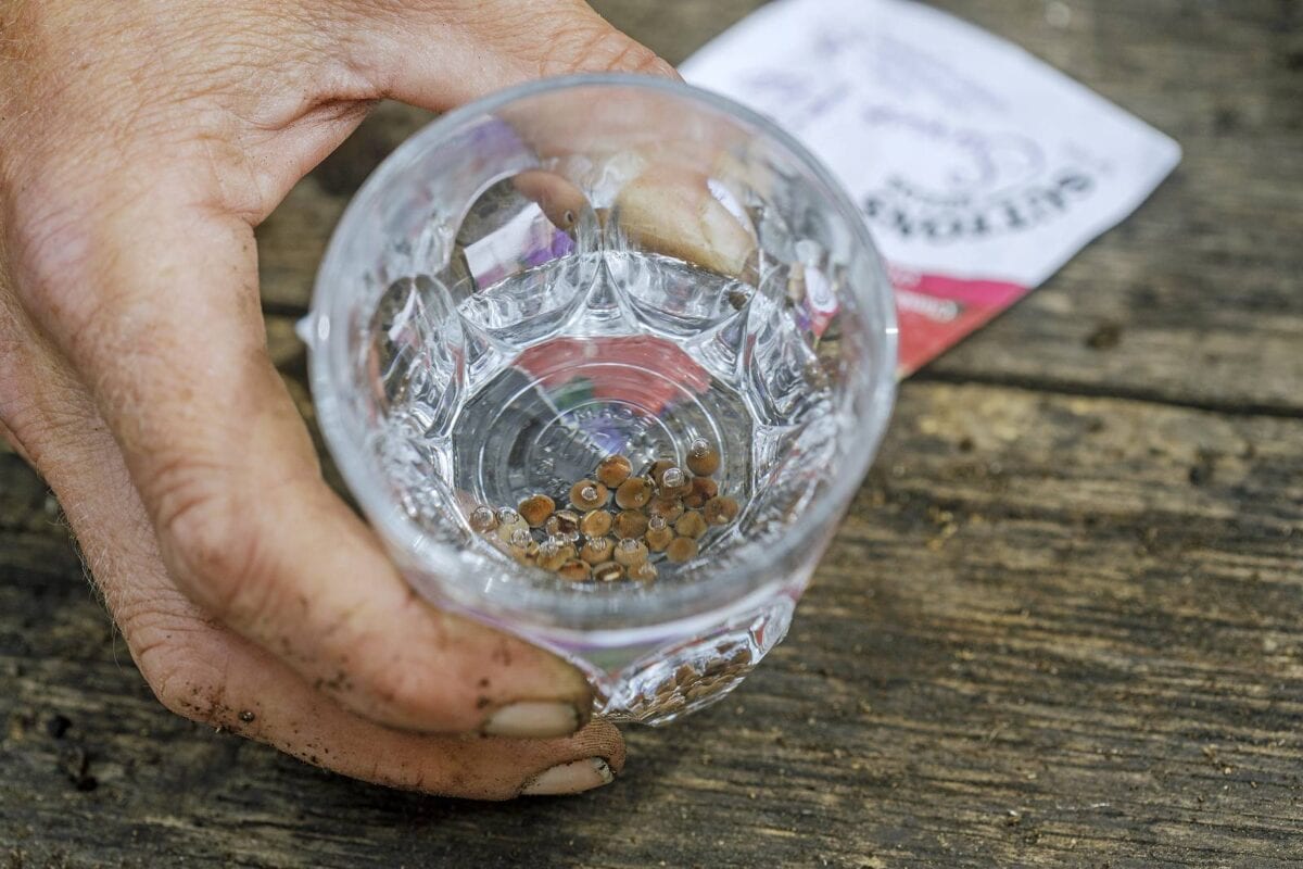 Lathyrus-zaden weken