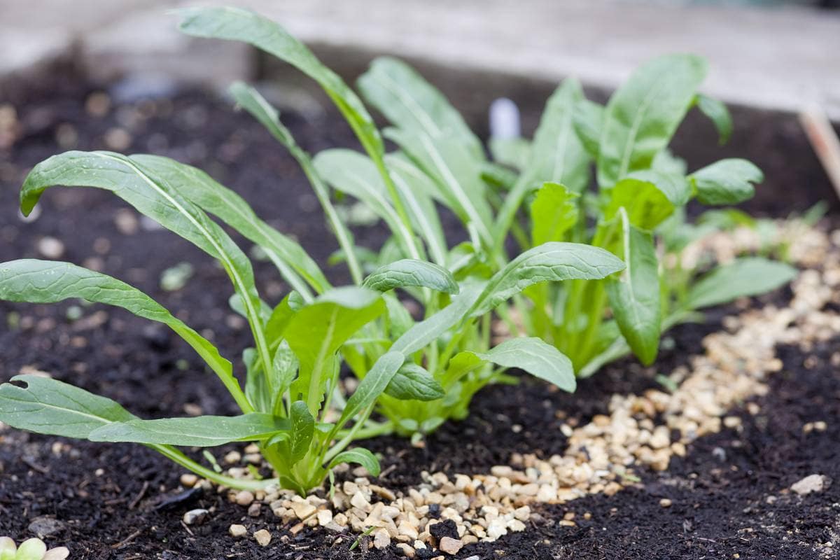 zaailingen beschermen tegen slakken met steentjes