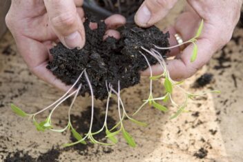 tomaten zaailingen verspenen