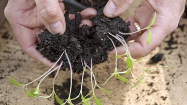 tomaten zaailingen verspenen
