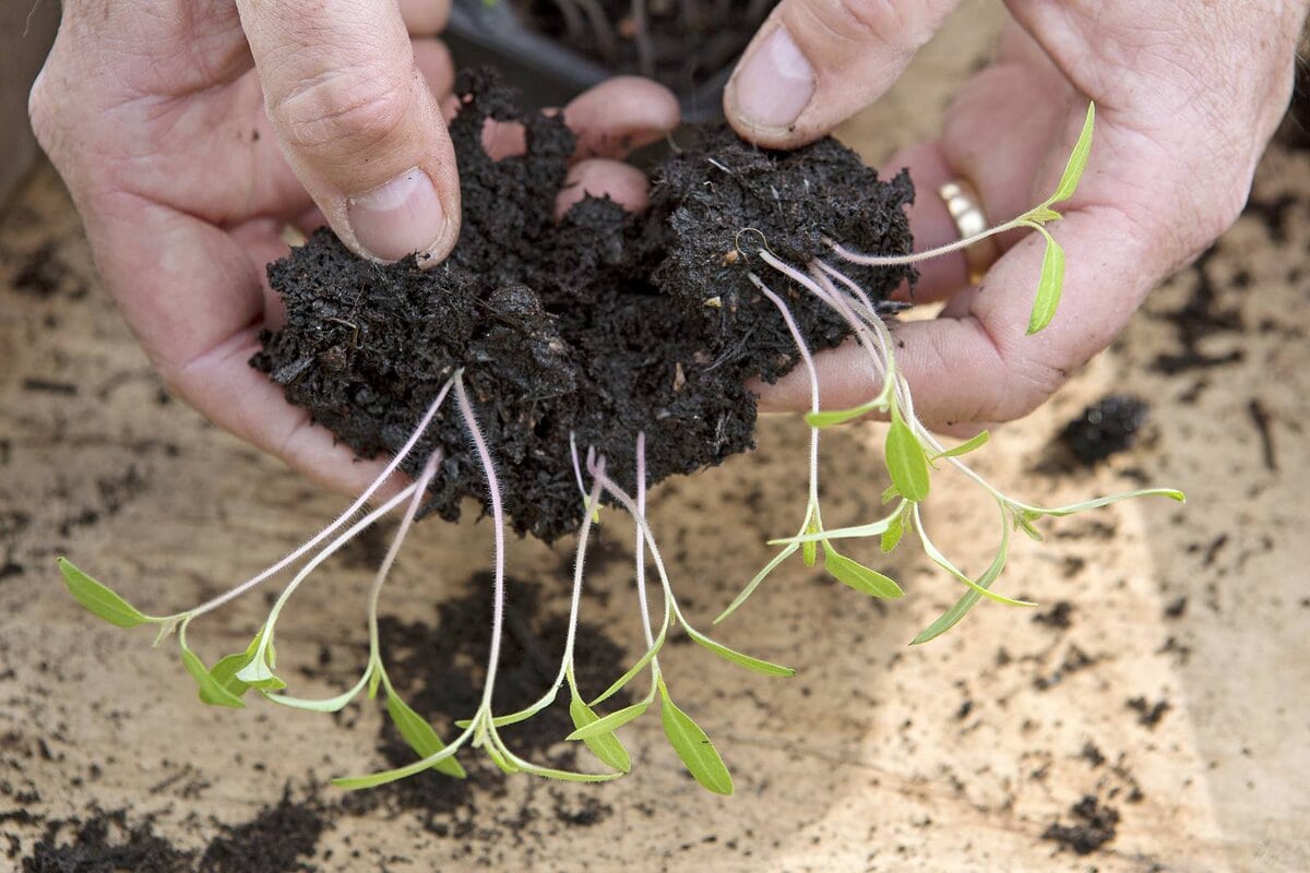 tomaten zaailingen verspenen