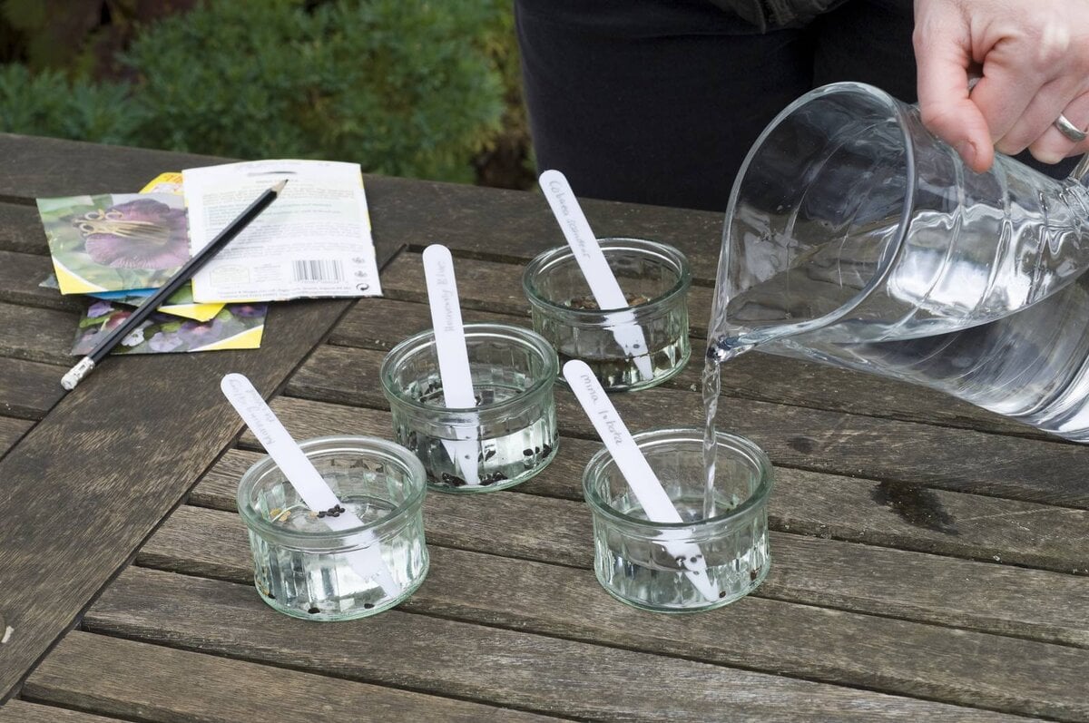 zaden weken voor het zaaien